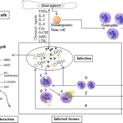 Mechanism of action of ciprofloxacin (a) release of ciprofloxacin at... | Download Scientific ...