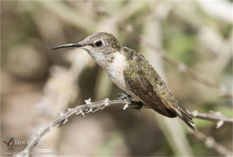 Chilean Woodstar (Eulidia yarrellii), Locality: Chaca Valley, Tarapacá Region, Chile ...