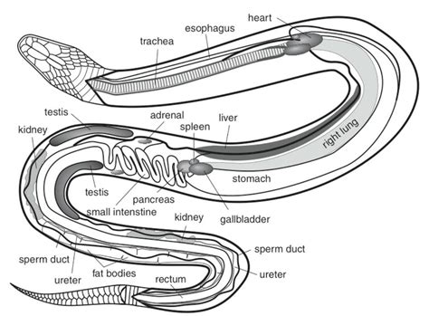 Snake Anatomy