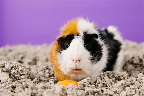 Vet Tips for the Best Guinea Pig Care