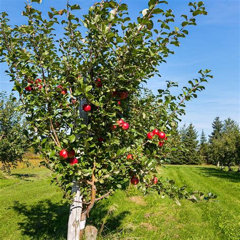 Honeycrisp Apple Tree Root Stock - 8962248 | HSN