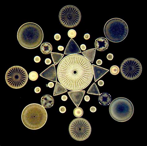 Victorian Diatom Art Diatoms are a major group of algae, and are among the most common types of ...