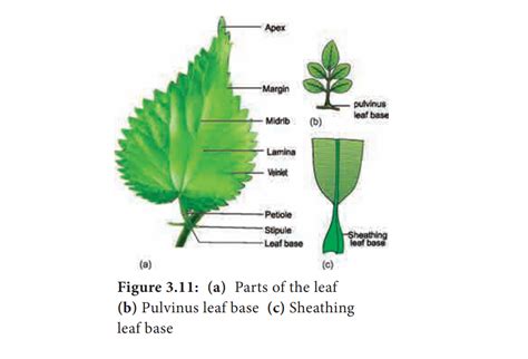 Lamina Leaf