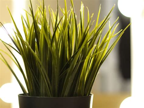 Grow A Grass Houseplant - Growing Grass Indoors - Gardening Know How