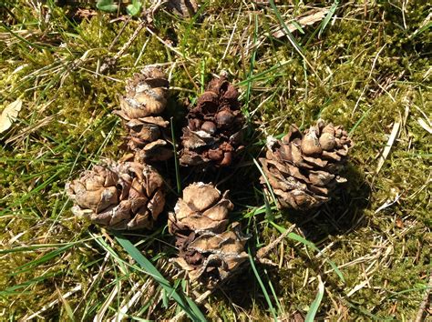 Harvested bunch of pine cones with nuts from a Swiss pine in a park : r ...