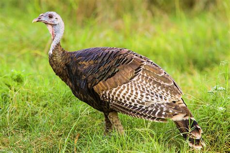 Gobbling up the history of wild turkeys - Houston Chronicle