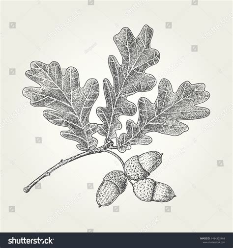 Oak leaves and acorns drawing. Vintage vector engraved illustration #Sponsored , #Ad, #acorns# ...