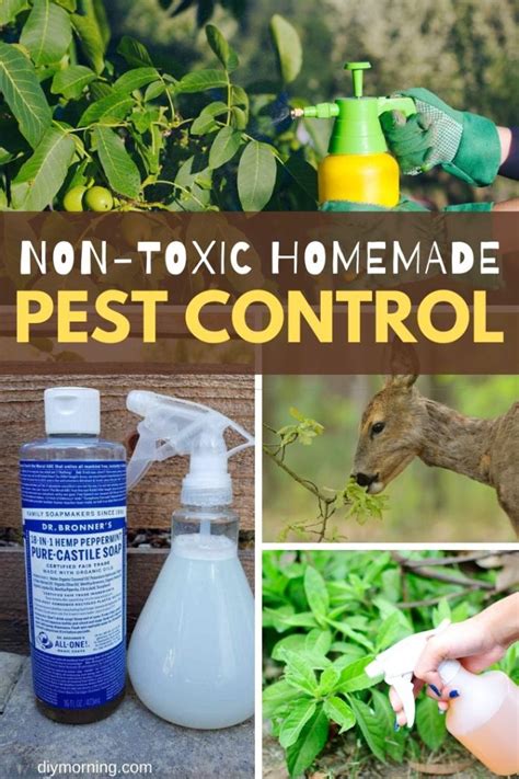 6 Non-Toxic Homemade Pest Control for Gardens - DIY Morning