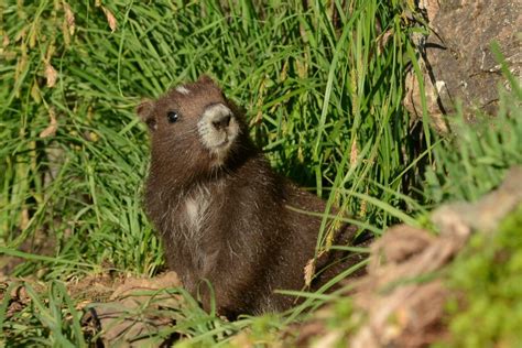 Adopt a Marmot – The Vancouver Island Marmot Recovery Foundation