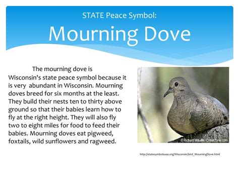 mourning doves symbolism