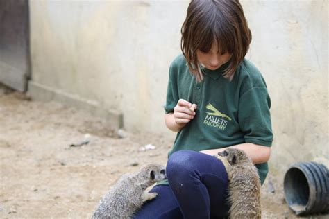 Junior Animal Keeper Experience at Millets Wildside | lastminute.com