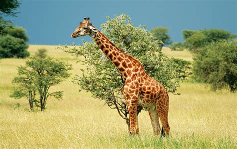 Giraffes In Africa