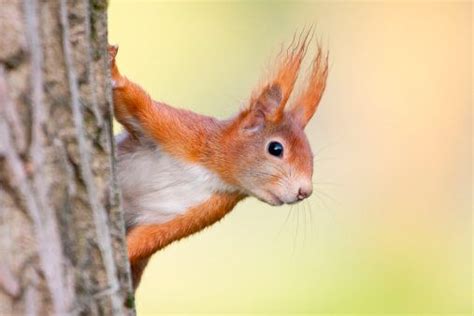 Autumn Animals! - National Geographic Kids