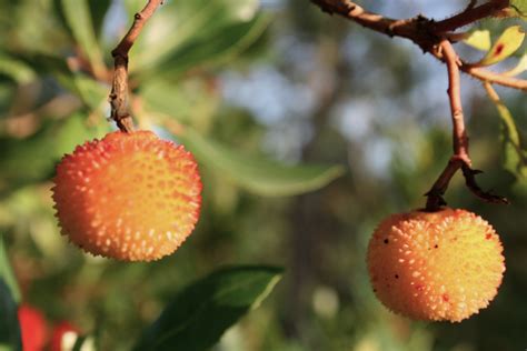 File:Strawberry Tree fruit 1.jpg