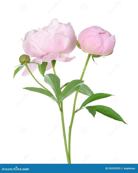 Pink peony tree stock image. Image of botanical, season - 55539355