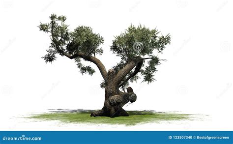 Jeffrey Pine tree stock illustration. Illustration of green - 123507340