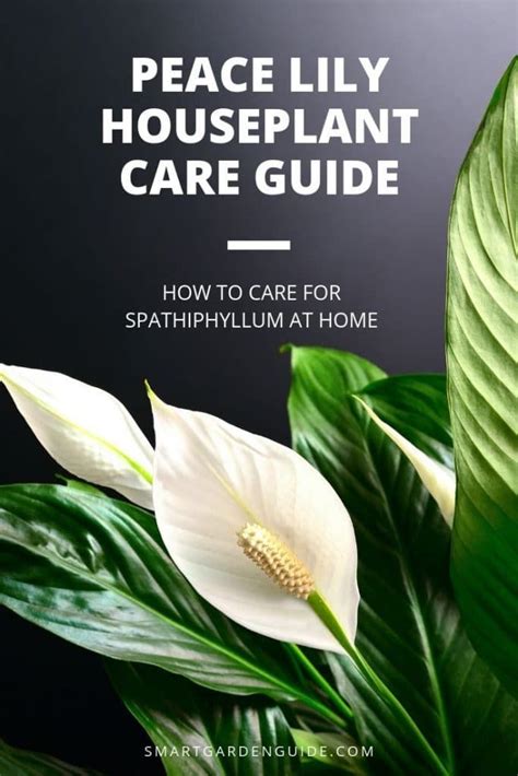 How To Care For A Peace Lily Indoors (My Top Tips) - Smart Garden Guide | Lily plants, Peace ...