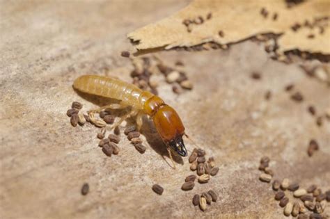 Termites in Furniture: How to Get Rid of Them?