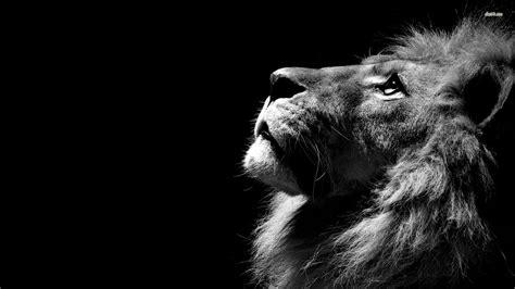 Lion HD Animal Wallpapers Wallpapers.Smajliji.com