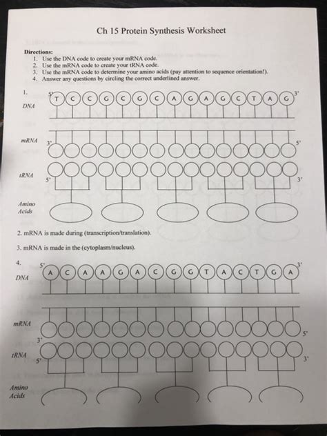 Solved Ch 15 Protein Synthesis Worksheet Directions: 1. Use | Chegg.com