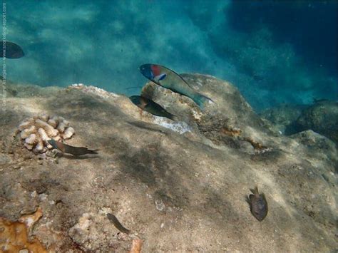 Snorkeling in Ke'e Beach, Kauai | Snorkeling in Hawaii