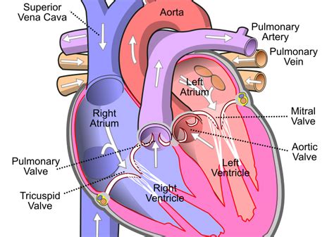 [DIAGRAM] Human Heart Diagram Label - MYDIAGRAM.ONLINE