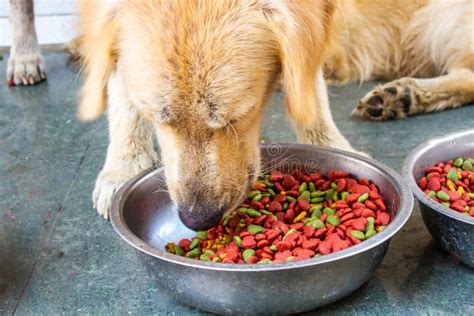 Dog Food with Golden Retriever Stock Image - Image of puppy, food: 72562187