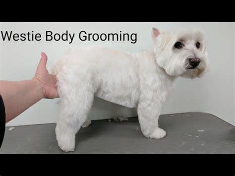 Westie Body Grooming Summer Clip - YouTube