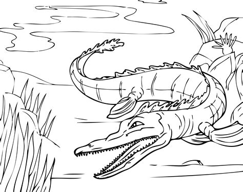 Alligator Printable Coloring Pages