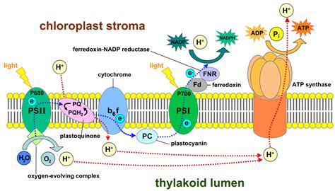 Electron Transport; Respiratory Chain