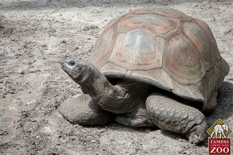 Aldabra Giant Tortoise - ZooTampa at Lowry Park