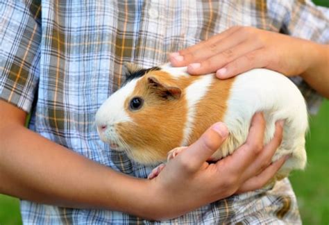 5 Best Classroom Pets | PetMD