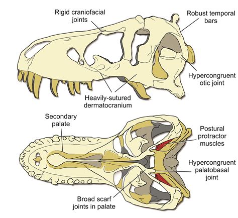 Hard-headed T. rex used a stiff skull to eat its prey | Association of American Universities (AAU)