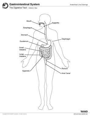 Upper Gi Tract Diagram