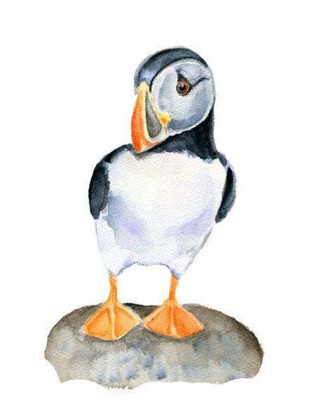 17 Best images about Puffin on Pinterest | Watercolor print, Watercolors and Animals