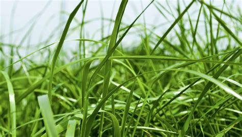 20 types of grass and their scientific names - InsightWeeds