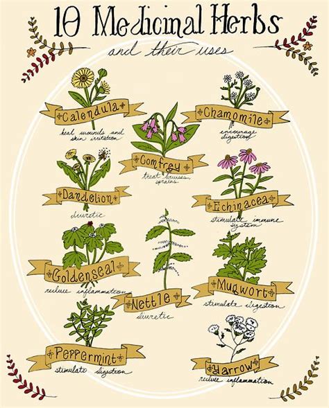 10 Medicinal Herbs and Their Uses Magic Herbs, Herbal Magic, Skin ...