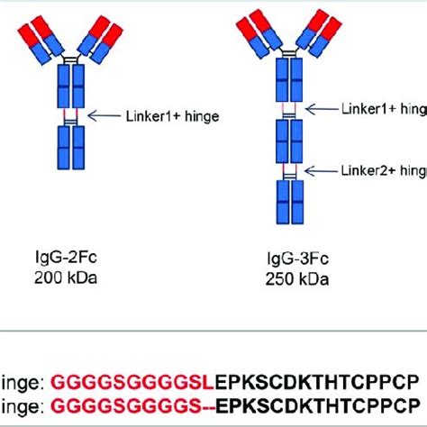 Binding profiles of IgG Fc variants to Fc receptors, C1q and antigens ...