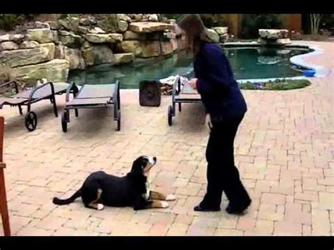 Entlebucher Bear Training 7 mo - YouTube