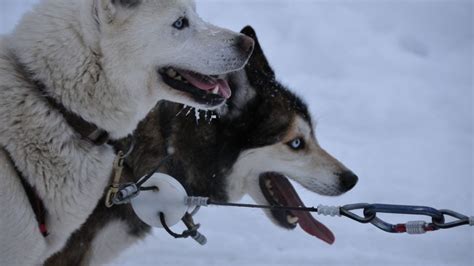 How to Train Your Dog to Pull a Sled | The Dog People by Rover.com