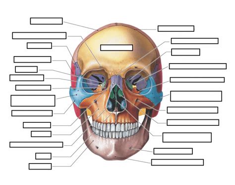 The Adult Skull (Anterior View) Quiz