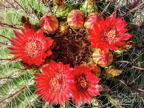 Barrel Cactus Flowers Photograph by Stephanie Hanson - Fine Art America