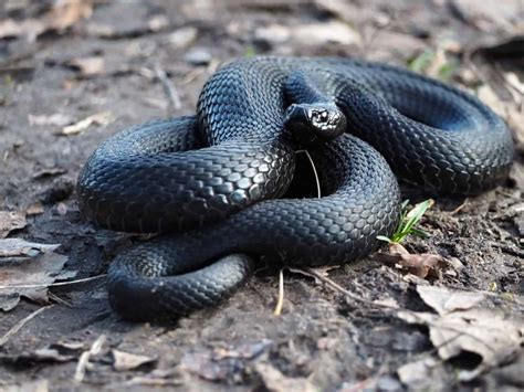 Popular Snake Breeds That Are Black - Embora Pets