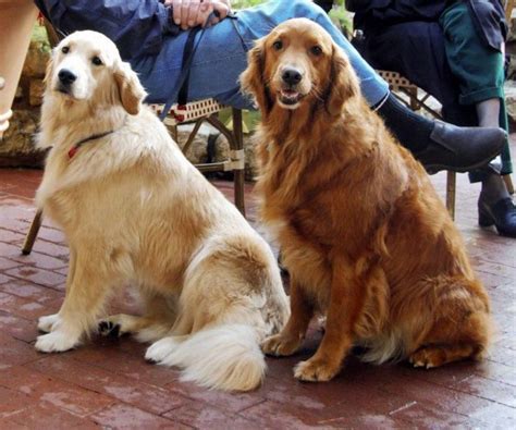 The Truth About English Cream (White) Golden Retrievers - PetHelpful