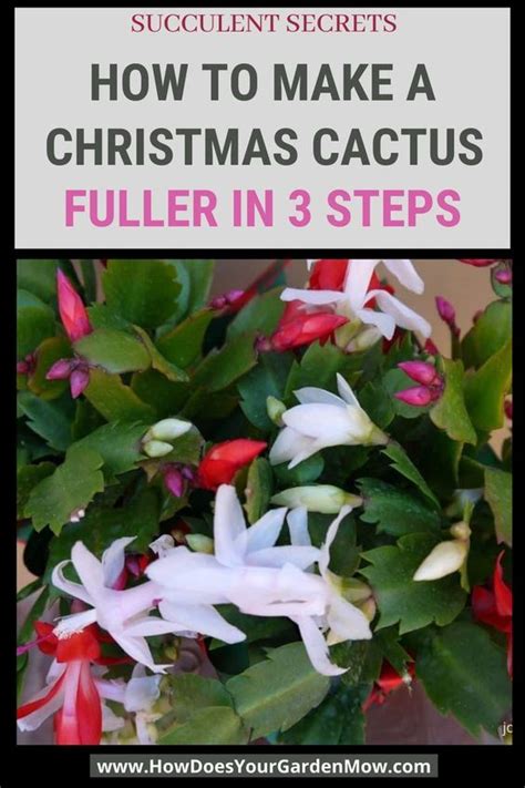 How To Make Christmas Cactus Bloom In 3 Easy Steps | How Does Your ...