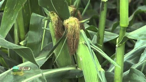 Farm Basics - Corn Tassels & Silks #691 (Air Date 7/3/11) - YouTube