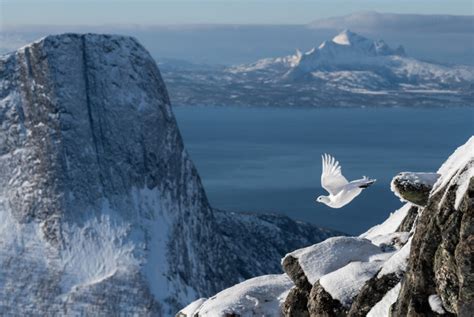 Here Are 30 Winners Of This Year's "Bird Photographer Of The Year" Awards | DeMilked