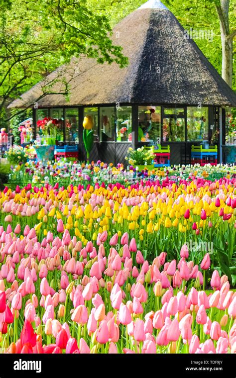 Keukenhof, Lisse, Netherlands - Apr 28th 2019: Amazing Keukenhof gardens with typical colorful ...