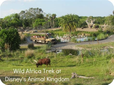 Review: Wild Africa Trek at Disney's Animal Kingdom | Carrie with Children