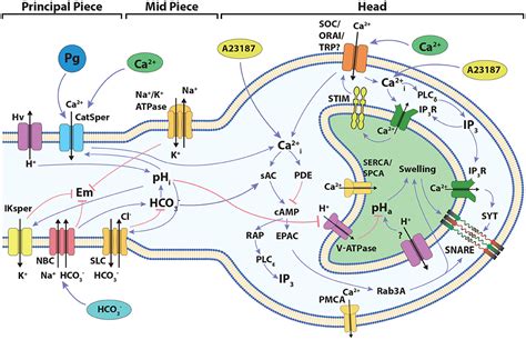 Frontiers | Discrete Dynamic Model of the Mammalian Sperm Acrosome ...